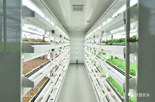 無土栽培之水培技術(shù) 原來是這樣