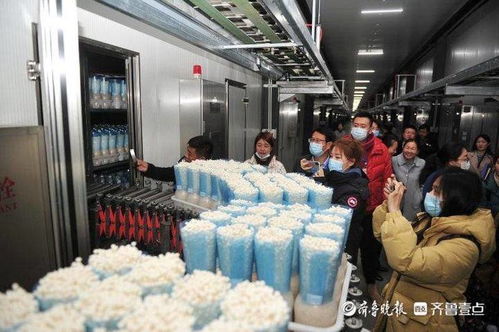 小蘑菇撬動大財富，虛擬就業(yè)與生物科技共筑鄒城脫貧路