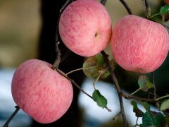 庫(kù)藏紅富士蘋果——棲霞市正揚(yáng)果品商貿(mào)公司優(yōu)質(zhì)水果銷售